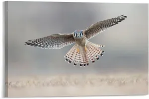 American Kestrel Female Landing Room Aesthetics Posters Canvas Posters Bedroom Decoration Sports Office Decoration Gifts Wall Art Decoration Printing Posters 24x36inch(60x90cm)