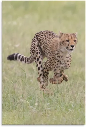 Cheetah Prairie Running Hunting Room Aesthetics Posters Canvas Posters Bedroom Decoration Sports Office Decoration Gifts Wall Art Decoration Printing Posters 16x24inchs(40x60cm)