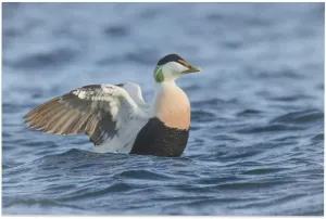 Common Eider Waterbird Room Aesthetics Posters Canvas Posters Bedroom Decoration Sports Office Decoration Gifts Wall Art Decoration Printing Posters 16x24inch(40x60cm)