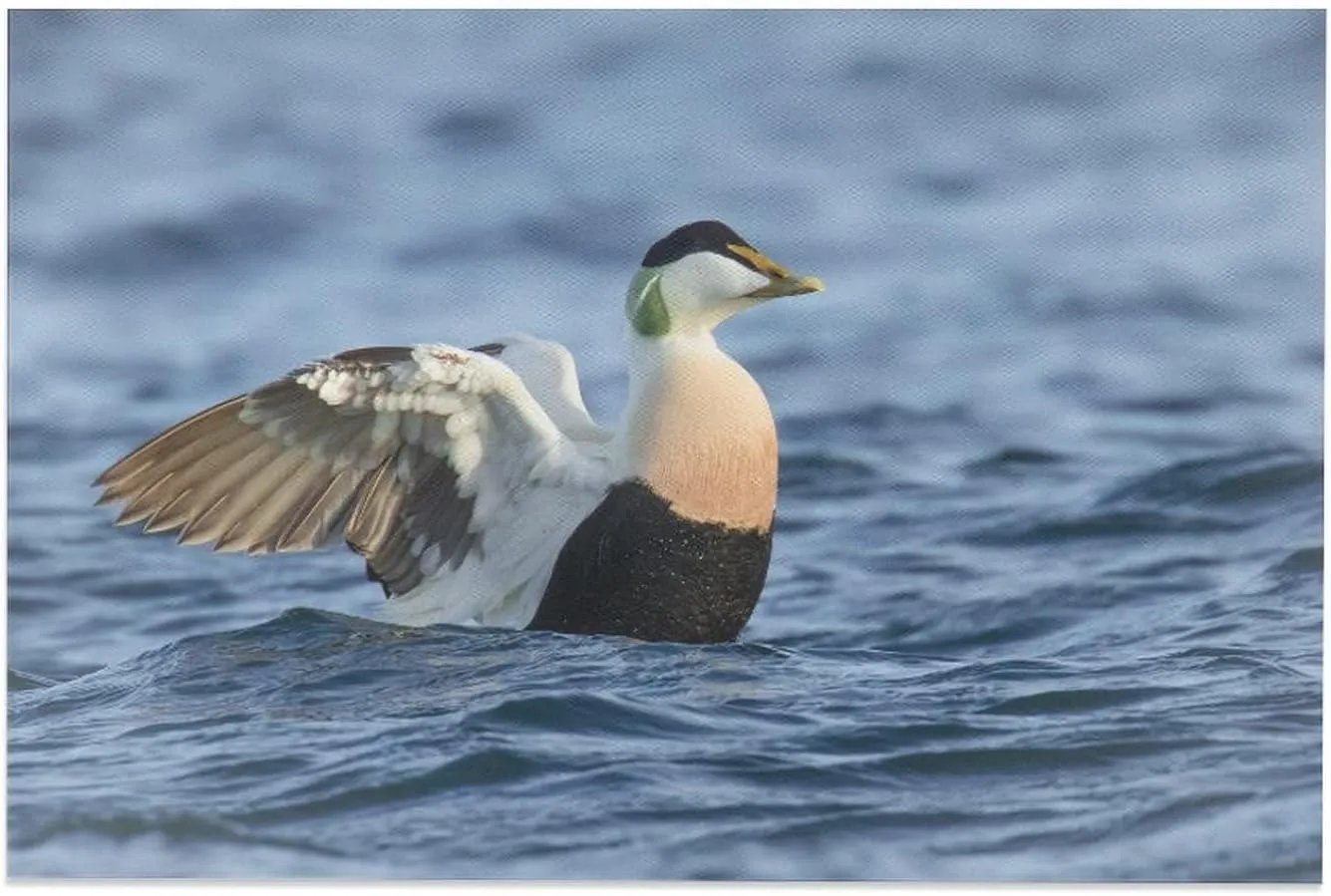 Common Eider Waterbird Room Aesthetics Posters Canvas Posters Bedroom Decoration Sports Office Decoration Gifts Wall Art Decoration Printing Posters 16x24inch(40x60cm)