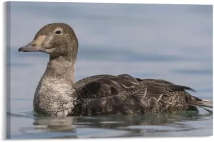 MACGRIP King Eider Bird Brown Female Sea Duck Room Aesthetics Posters Canvas Posters Bedroom Decoration Sports Office Decoration Gifts Wall Art Decoration Printing Posters 12x18inch(30x45cm)