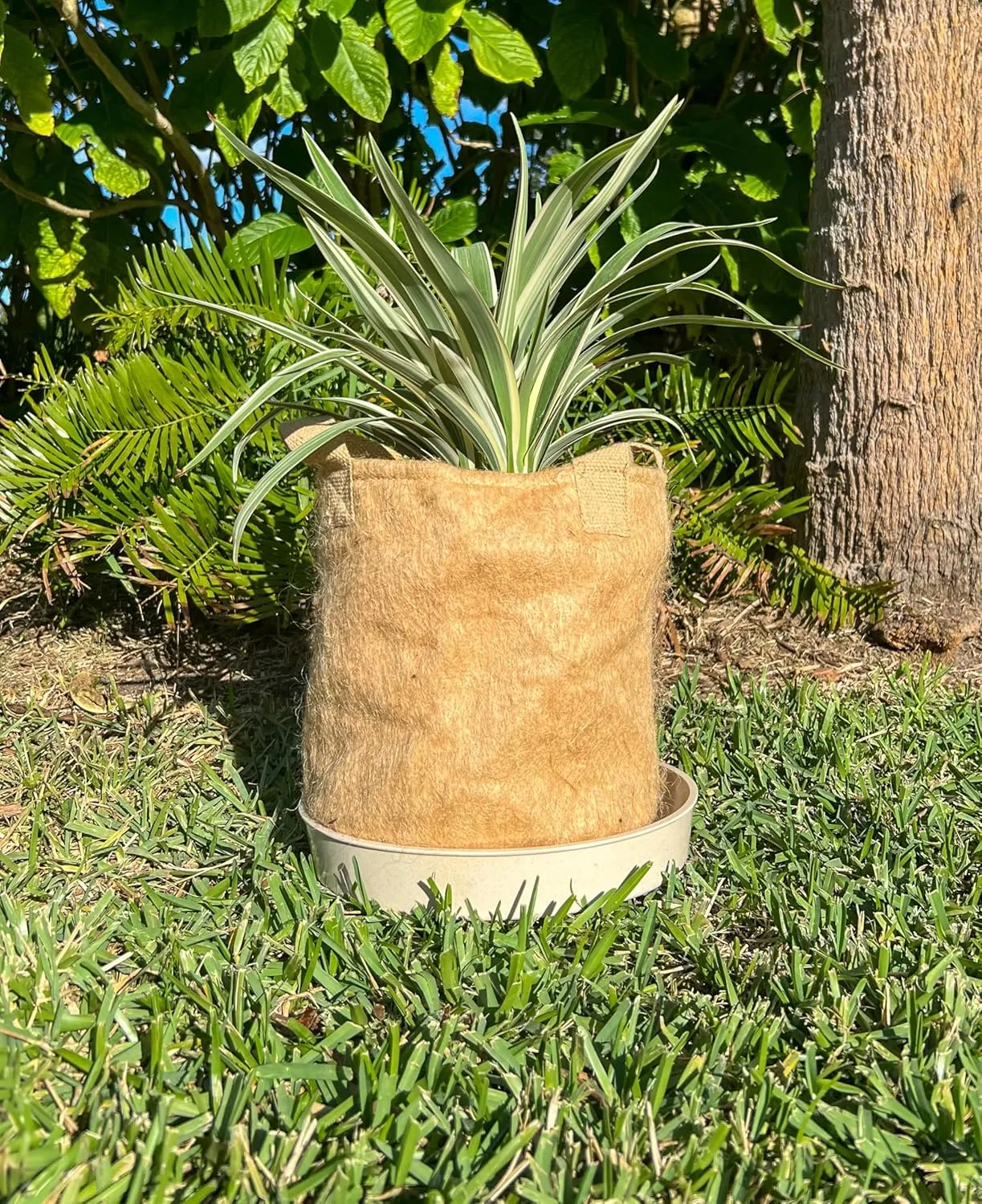 Non-Woven Jute Fabric Grow Bag with Handles, Biodegradeable Pot, 100% Natural Fiber, Breathable, Fast Root Growth, Available in 3 & 5 Gallon. (1, 5 Gallon)