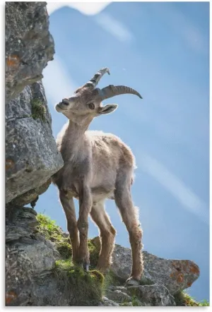 Young Alpine Ibex Rock Room Aesthetics Posters Canvas Posters Bedroom Decoration Sports Office Decoration Gifts Wall Art Decoration Printing Posters 20x30inchs(50x75cm)