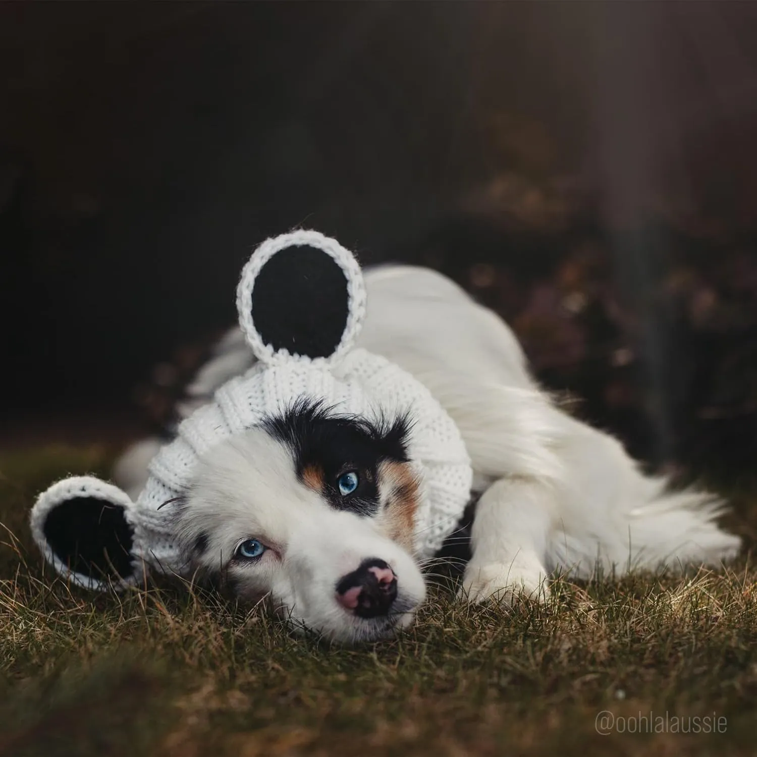 Zoo Snoods Panda Costume - Warm Knit Dog Snood Wrap for Pets, Neck Ear Cover Protection, Halloween Winter (Medium)