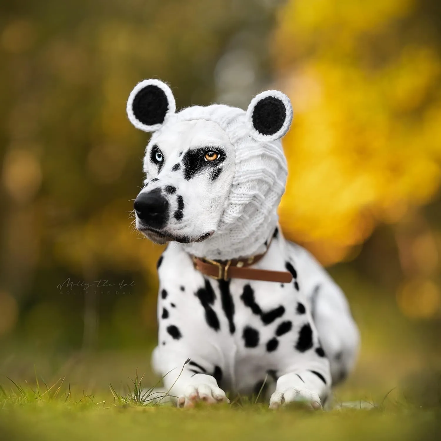 Zoo Snoods Panda Costume - Warm Knit Dog Snood Wrap for Pets, Neck Ear Cover Protection, Halloween Winter (Medium)